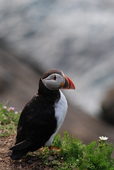 David Plant Photography - Wildlife Photographer - Puffin - F